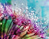 Dandelion Seeds with Water Drops